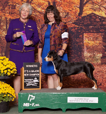 Entlebucher Jaylah's conformation Championship