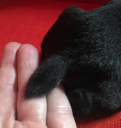 Jaylah's natural bob tail as a baby