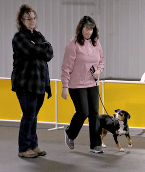 Jaylah doing beginner novice obedience