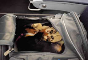Jaylah in the Sherpa bag during flight home