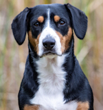 our Entlebucher Jaylah from Czech Republic