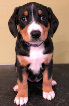 Risa 8 weeks old