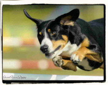 intense jumping photo by Great Dane Photos