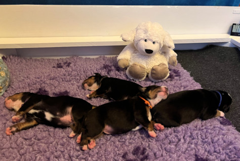 C Litter Entlebucher puppies