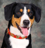 our Entlebucher Data from Eagleheart Entlebuchers