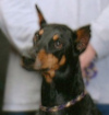 our Doberman Dax