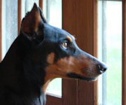 Dax staring out the window watching over our home