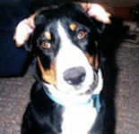 Entle Bayla with both ears flipped inside out