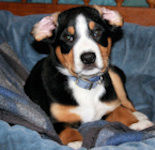 Entle Data with both ears flipped inside out