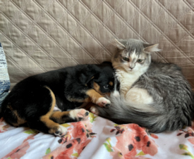 a new kitty friend