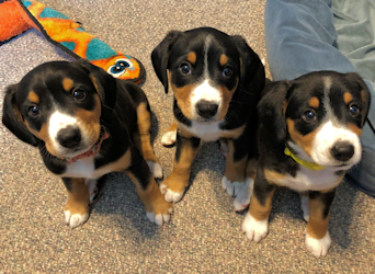 Data-Boobook Entlebucher puppies