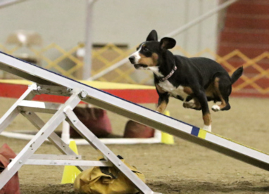 Entlebucher Jaylah running the teeter