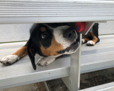 Jaylah finding the Anise scent under bleachers