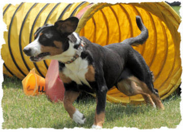 Kai coming out of an agility tunnel