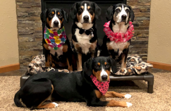 Our 4 Entlebuchers posing together