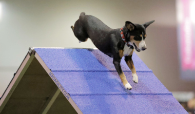 Jaylah flying over A-Frame at the Invitationals