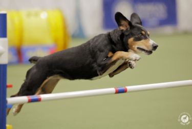 Risa taking an agility jump