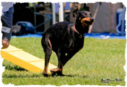 Ryka driving toward the next obstacle on agility course