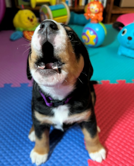 puppy finds his voice