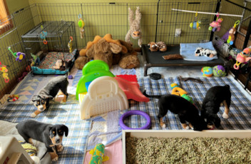 week 5 transition for puppies
