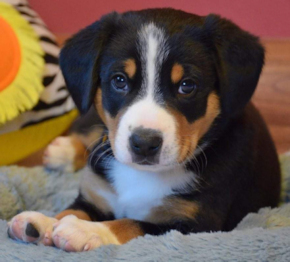 B-Litter puppy